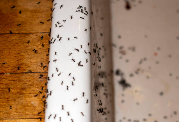 Best Best Pest Control Companies  in Hemet, CA