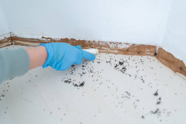 Best Rodent Control Near Me  in Hemet, CA