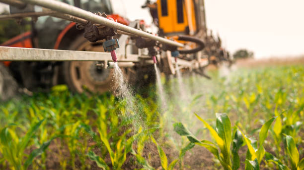 Best Ant Control Services  in Hemet, CA